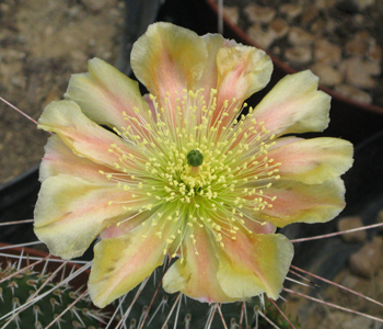 Pépinière Palmaris, Opuntia cymochila de Bernalillo