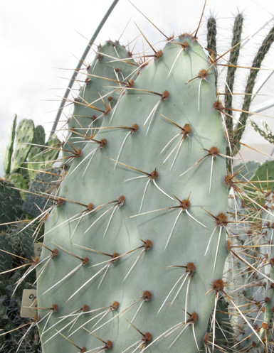 Pépinière Palmaris Opuntia cymochila Garza