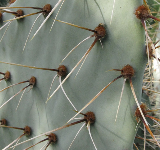 Pépinière Palmaris Opuntia cymochila Garza