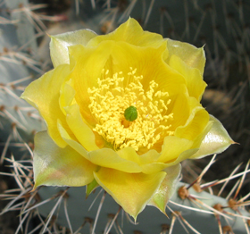 Pépinière Palmaris Opuntia cymochila de Garza