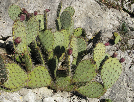 Pépinière Palmaris Opuntia cymochila Grants