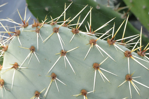 Pépinière Palmaris Opuntia cymochila Grants