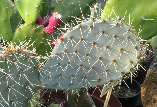 Pépinière Palmaris Opuntia cymochila Grants