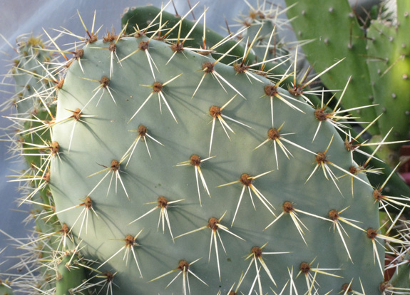 Pépinière Palmaris Opuntia cymochila Grants