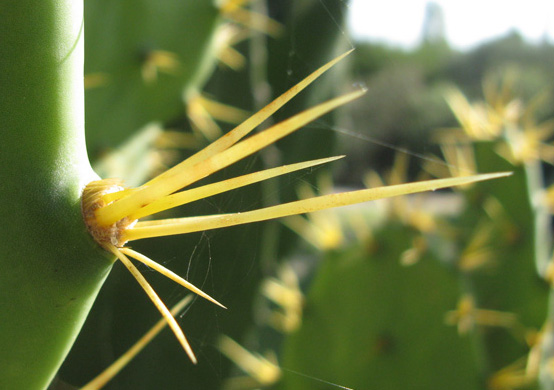 Pépinière Palmaris Opuntia dilenii 