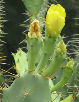 Pépinière Palmaris Opuntia dilenii