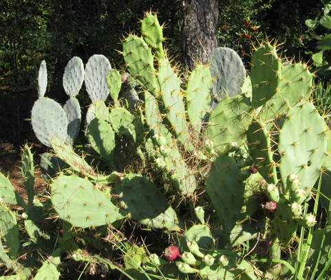 Pépinière Palmaris Opuntia dilenii 