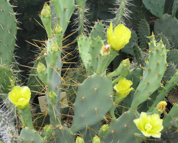 Pépinière Palmaris Opuntia dilenii