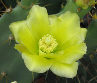 Pépinière Palmaris Opuntia dilenii