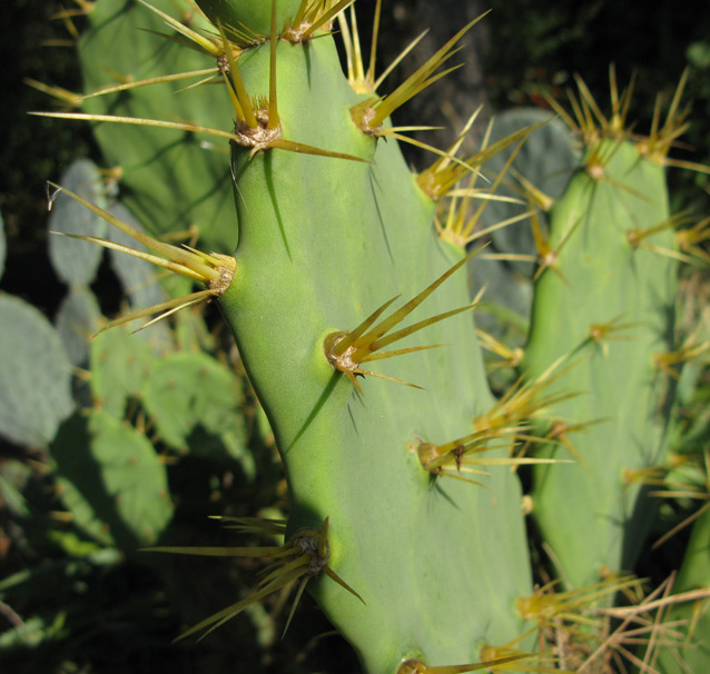 Pépinière Palmaris Opuntia dilenii 