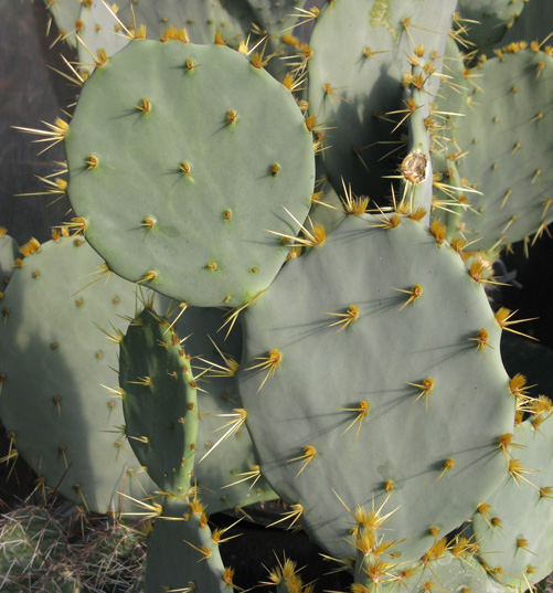 Pépinière Palmaris Opuntia dilenii orbiculata 