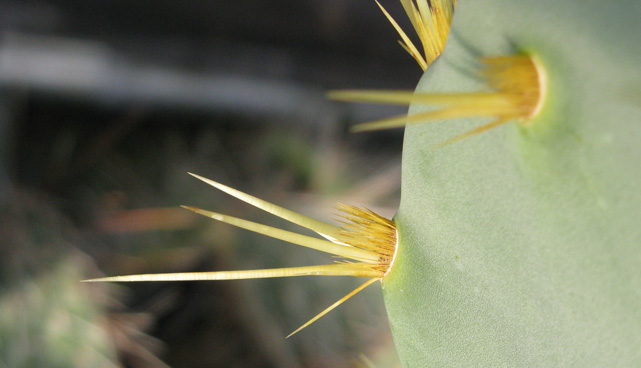 Pépinière Palmaris Opuntia dilenii orbiculata 