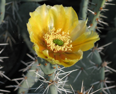 Pépinière Palmaris Opuntia engelmannii f. discata