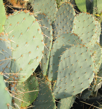 Pépinière Palmaris opuntia dulcis 