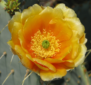 Pépinière Palmaris Opuntia dulcis