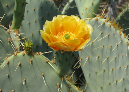 Pépinière Palmaris Opuntia dulcis