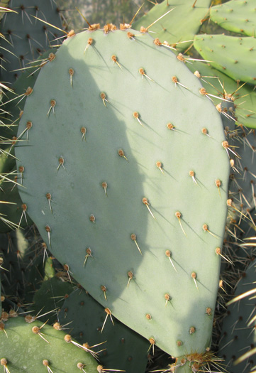 Pépinière Palmaris opuntia dulcis