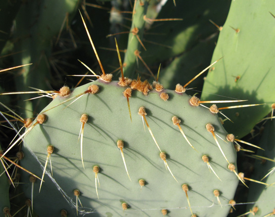 Pépinière Palmaris opuntia dulcis