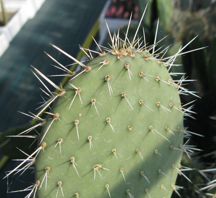 Pépinière Palmaris Opuntia leucotricha durangensis 