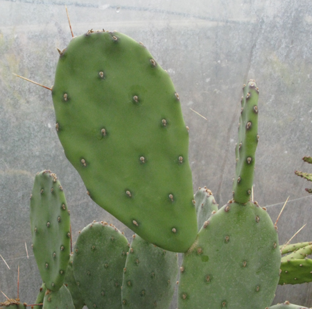 Pépinière Palmaris Opuntia elata