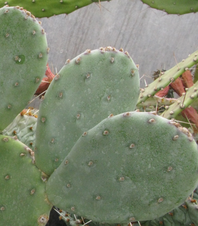 Pépinière Palmaris Opuntia elata