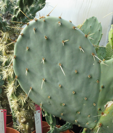 Pépinière Palmaris Opuntia engelmannii