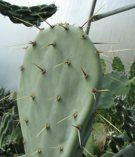 Pépinière Palmaris Opuntia engelmannii