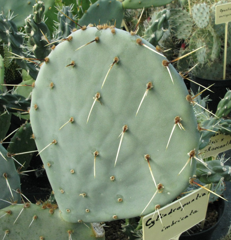 Pépinière Palmaris Opuntia engelmannii