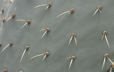 Pépinière Palmaris Opuntia engelmannii f. alta