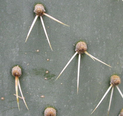 Pépinière Palmaris Opuntia engelmannii f. alta