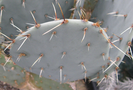 Pépinière Palmaris Opuntia engelmannii f. "Belen"