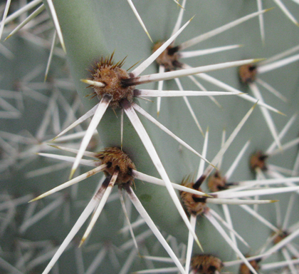 Pépinière Palmaris Opuntia engelmannii f. discata