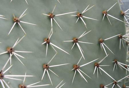 Pépinière Palmaris Opuntia engelmannii f. discata