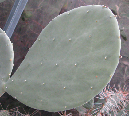 Pépinière Palmaris opuntia engelmannii inermis