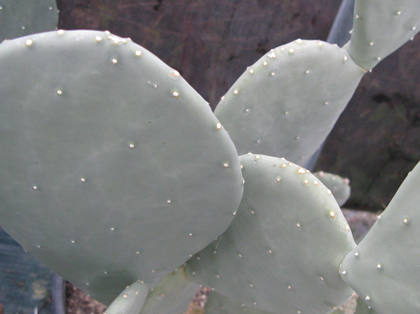 Pépinière Palmaris opuntia engelmannii inermis