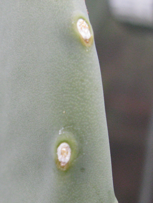 Pépinière Palmaris opuntia engelmannii inermis