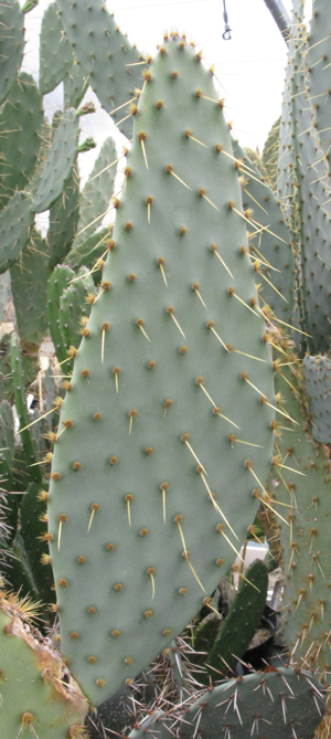 Pépinière Palmaris Opuntia engelmannii f. linguiformis