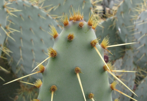 Pépinière Palmaris Opuntia engelmannii f. linguiformis