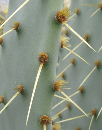 Pépinière Palmaris Opuntia engelmannii f. linguiformis