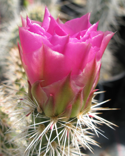 Pépinière Palmaris Opuntia polyacantha erinacea ursina