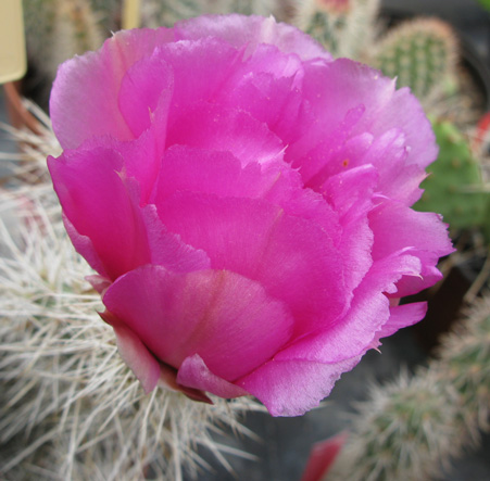 Pépinière Palmaris Opuntia polyacantha erinacea ursina