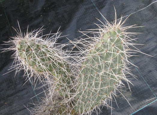 Pépinière Palmaris Opuntia polyacantha erinacea ursina