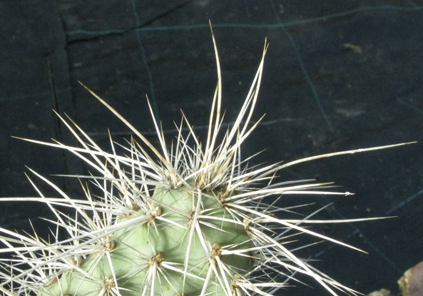 Pépinière Palmaris Opuntia polyacantha erinacea ursina