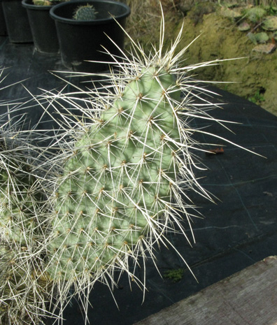 Pépinière Palmaris Opuntia polyacantha erinacea ursina