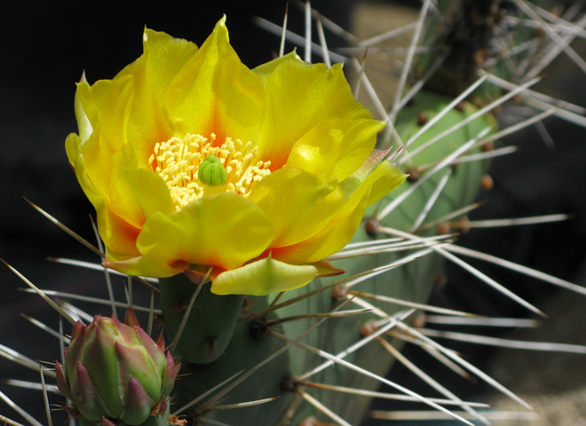 Pépinière Palmaris Opuntia polyacantha erinacea utahensis