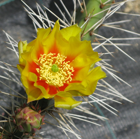 Pépinière Palmaris Opuntia polyacantha erinacea utahensis