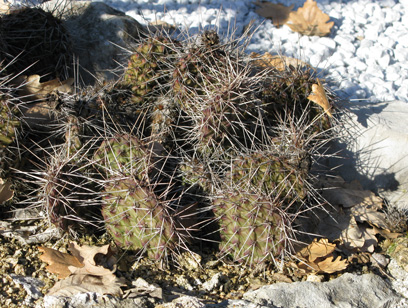 Pépinière Palmaris Opuntia polyacantha erinacea utahensis