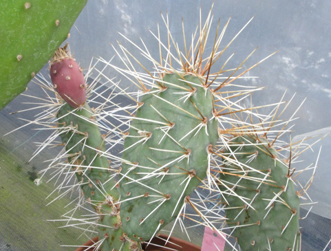 Pépinière Palmaris Opuntia polyacantha erinacea utahensis