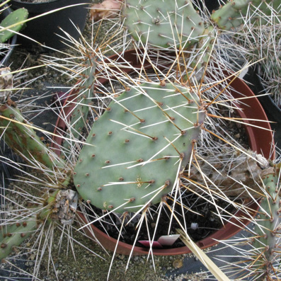 Pépinière Palmaris Opuntia polyacantha erinacea utahensis