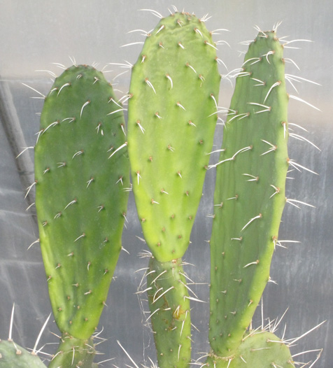 Pépinière Palmaris Opuntia ficus-indica